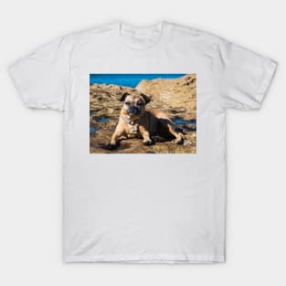 Pug cross jack russell dog sitting on rocks at umina beach on nsw central coast T-Shirt